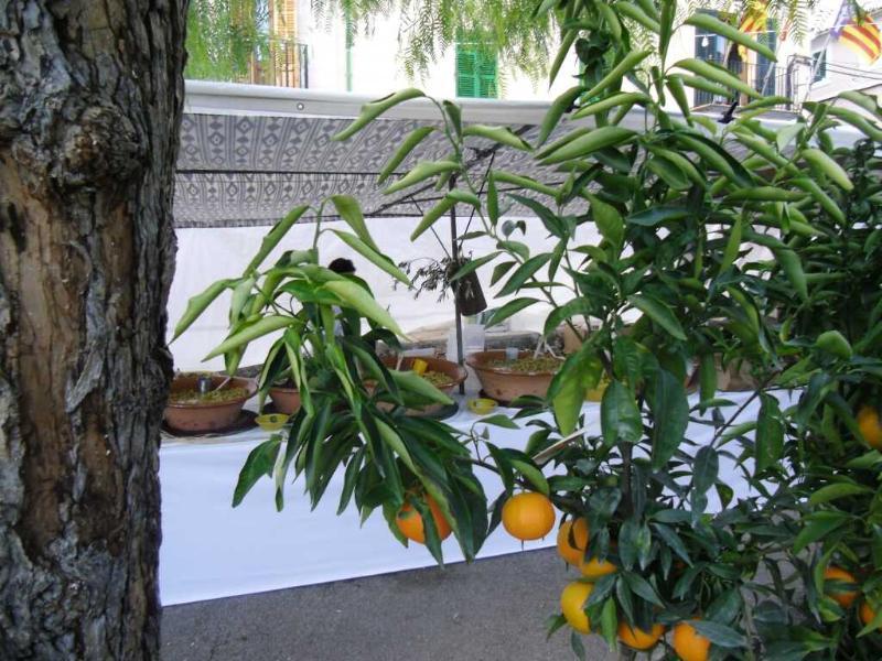 Finca Son Olive 塞尔瓦 外观 照片